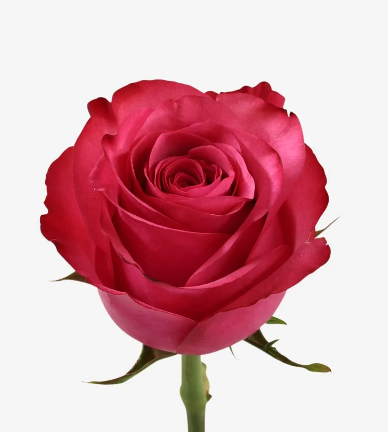 Fresh flowers catalog